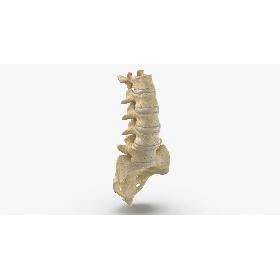 Real Human Lumbar and Sacrum Vertebrae L1 to S5 Bones With Intervertibral Disks 01 model